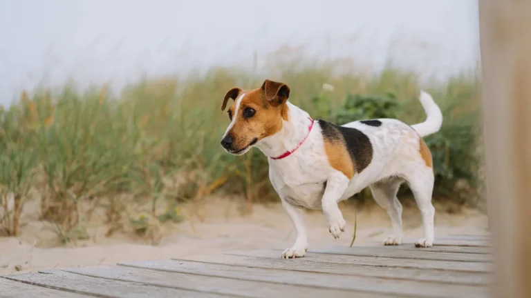 Zdjęcie ilustracyjne: jack russell terrier