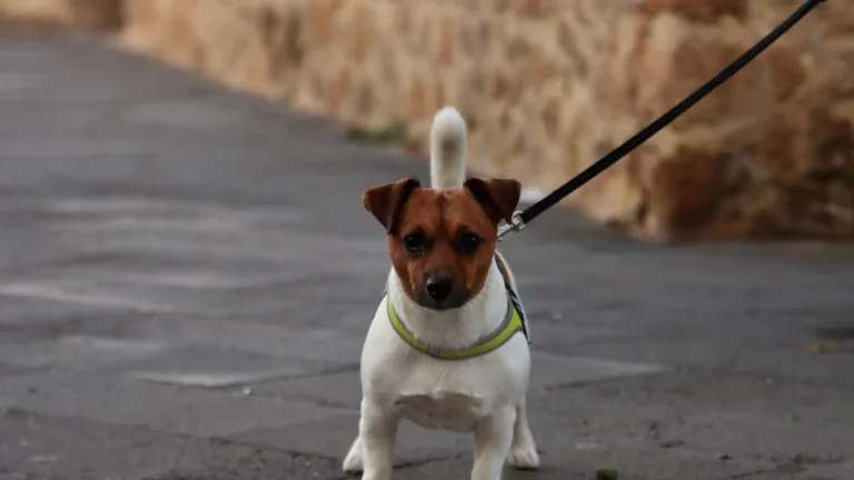 Zdjęcie ilustracyjne: jack russell terrier