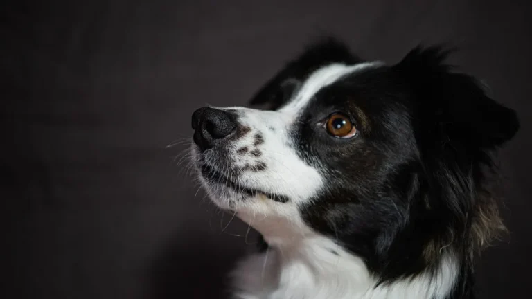 Zdjęcie ilustracyjne: border collie