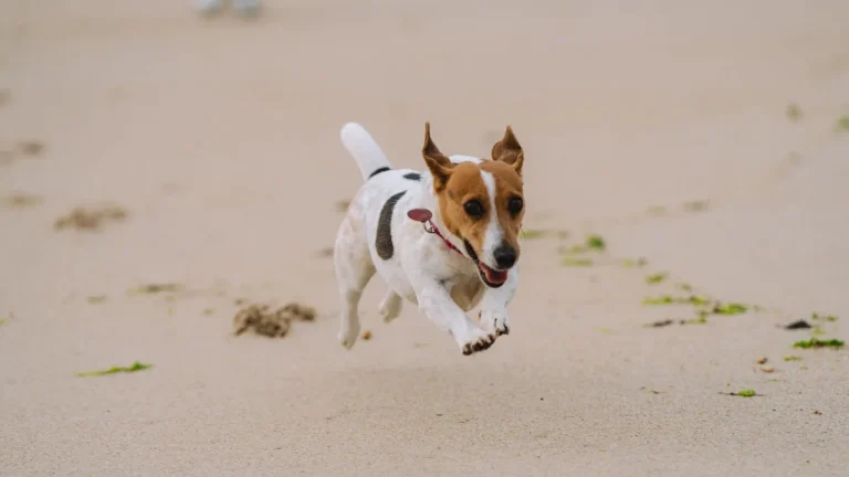 Zdjęcie ilustracyjne: jack russell terrier