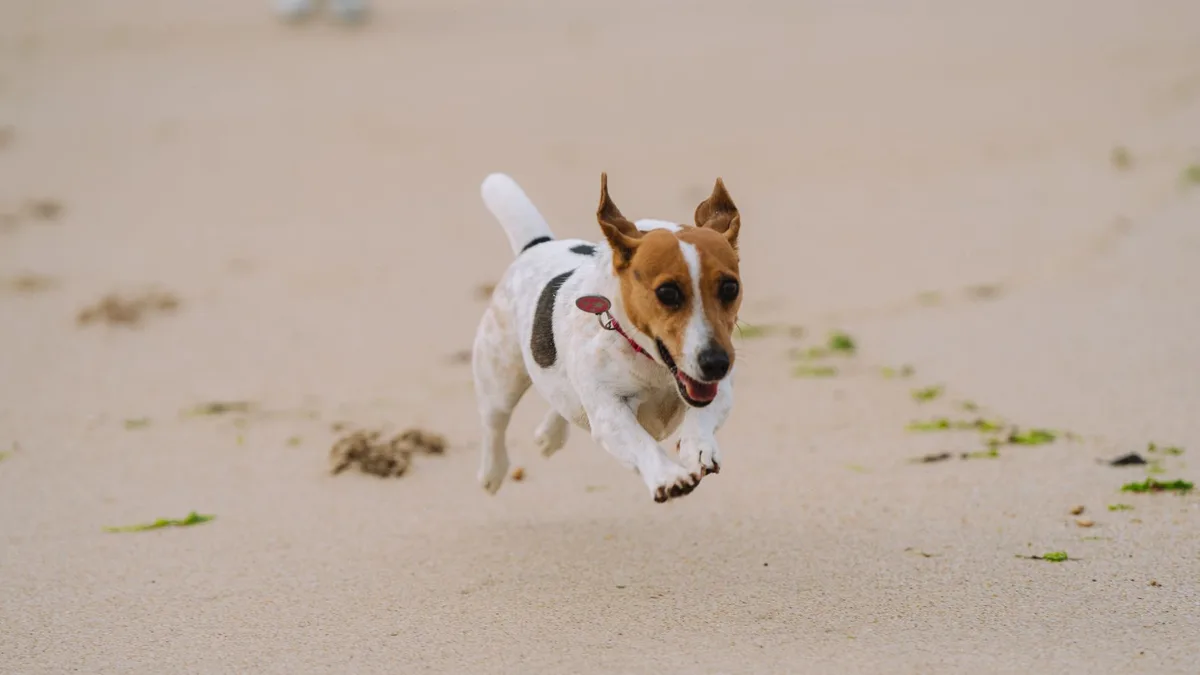 Zdjęcie ilustracyjne: jack russell terrier