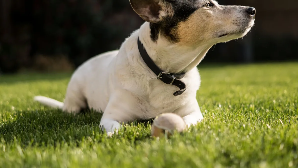 Zdjęcie ilustracyjne: jack russell terrier