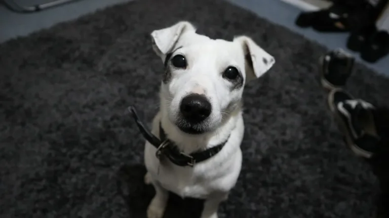 Zdjęcie ilustracyjne: jack russell terrier