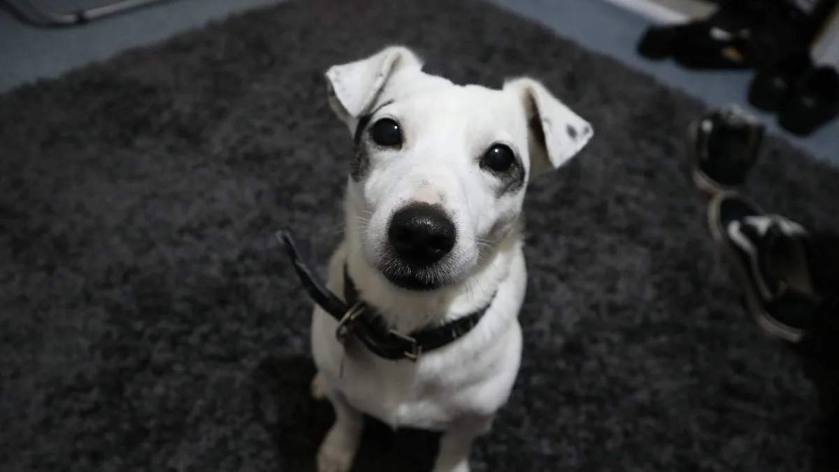 Zdjęcie ilustracyjne: jack russell terrier