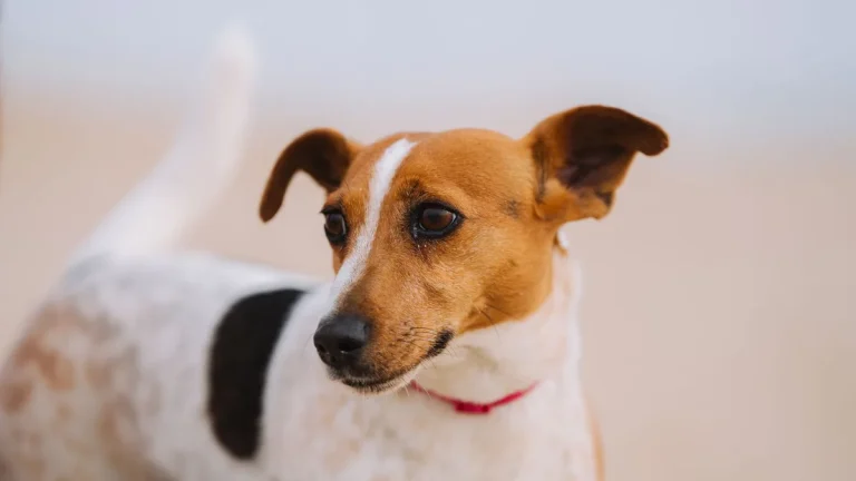 Zdjęcie ilustracyjne: jack russell terrier