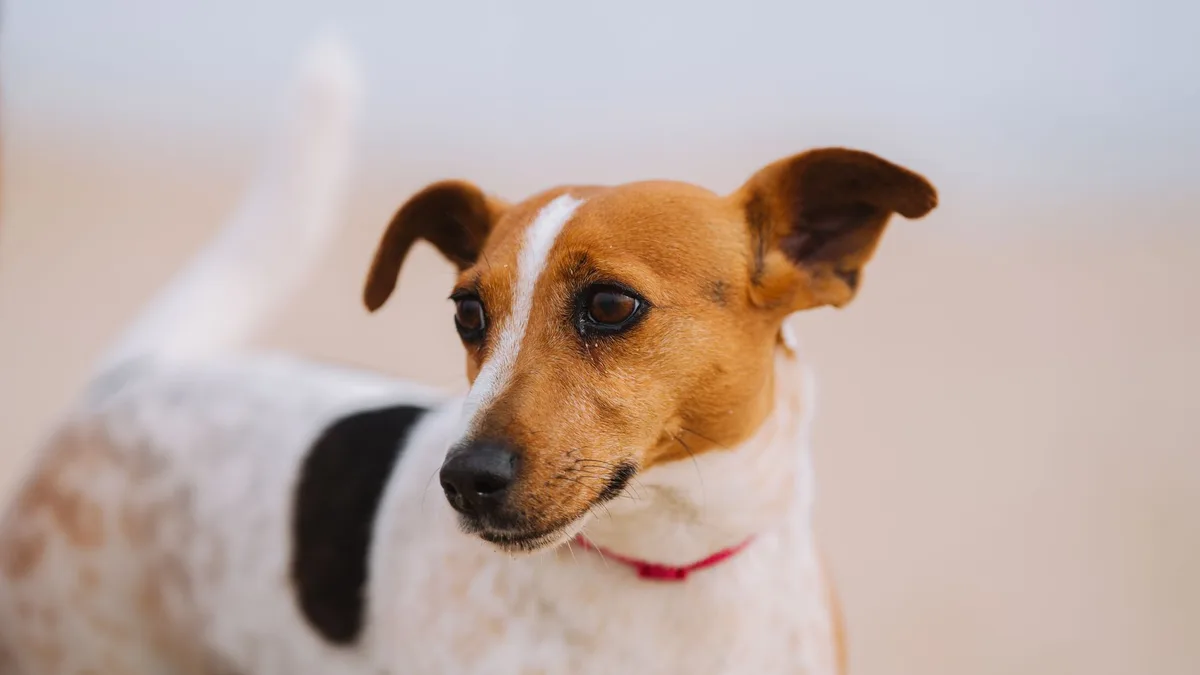 Zdjęcie ilustracyjne: jack russell terrier