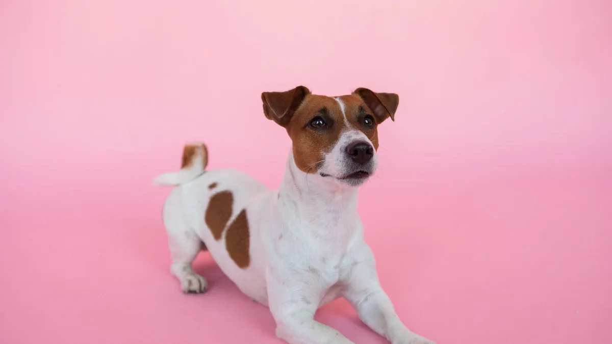 Zdjęcie ilustracyjne: jack russell terrier