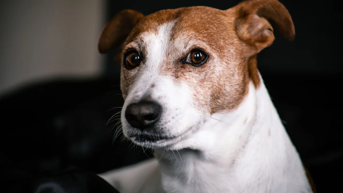 Zdjęcie ilustracyjne: jack russell terrier