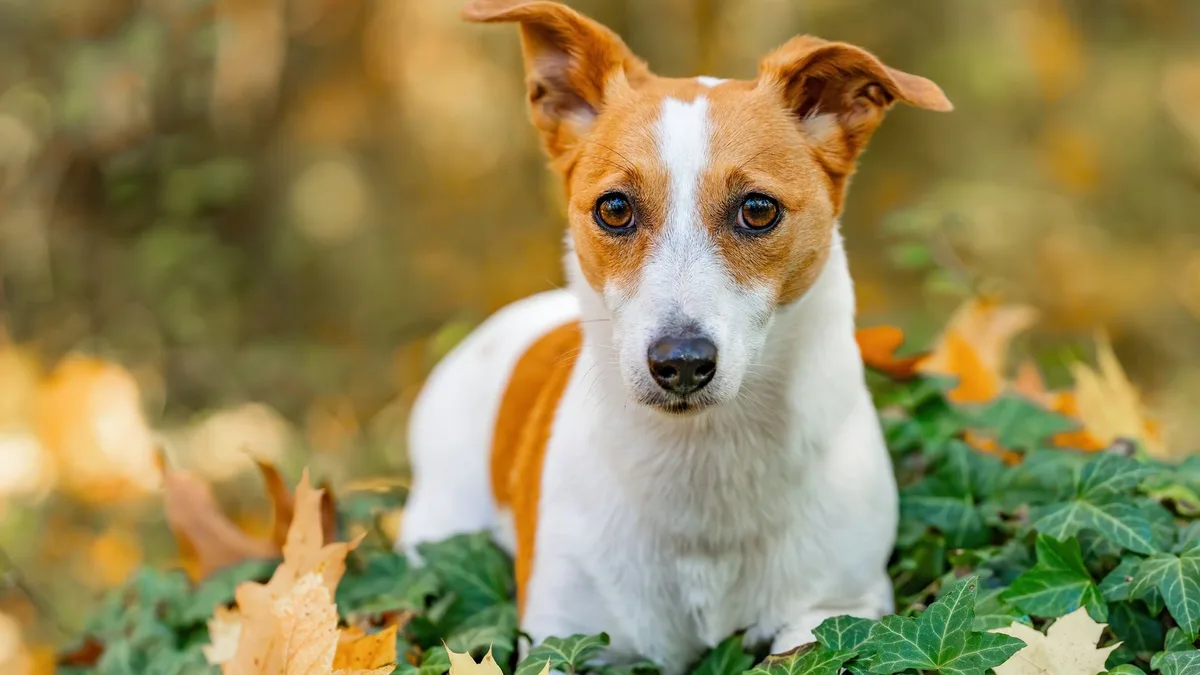 Zdjęcie ilustracyjne: jack russell terrier