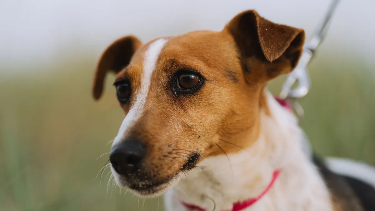 Zdjęcie ilustracyjne: jack russell terrier