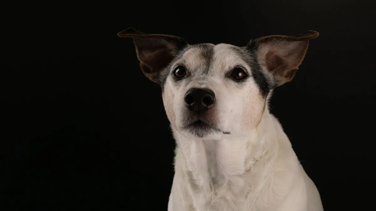 Zdjęcie ilustracyjne: jack russell terrier