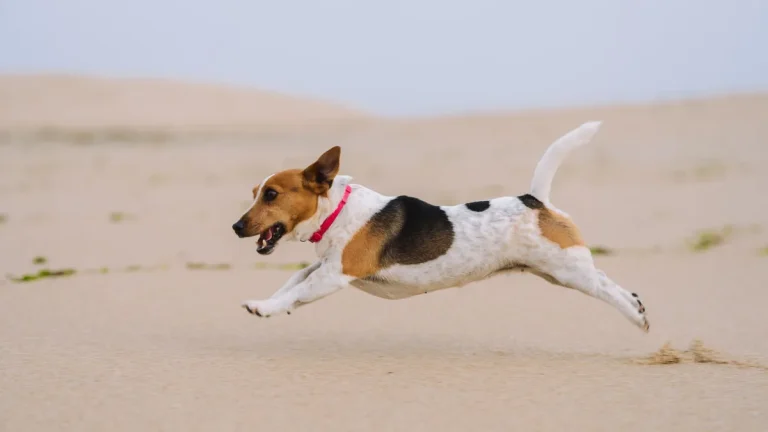 Zdjęcie ilustracyjne: jack russell terrier