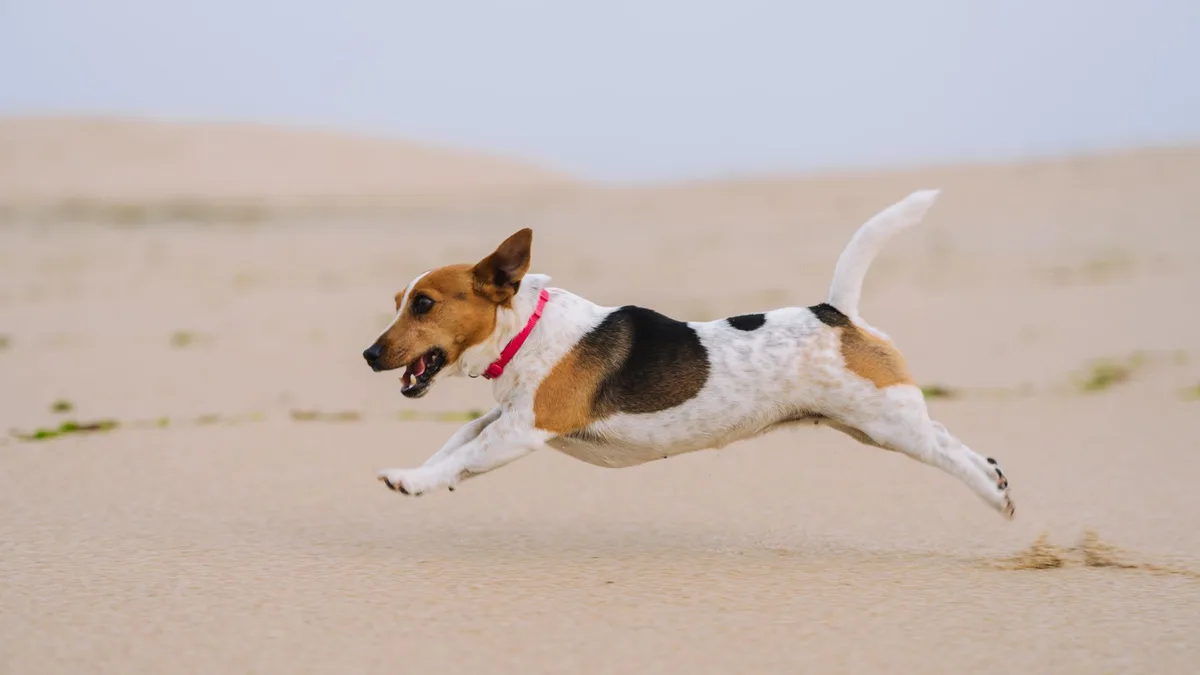 Zdjęcie ilustracyjne: jack russell terrier