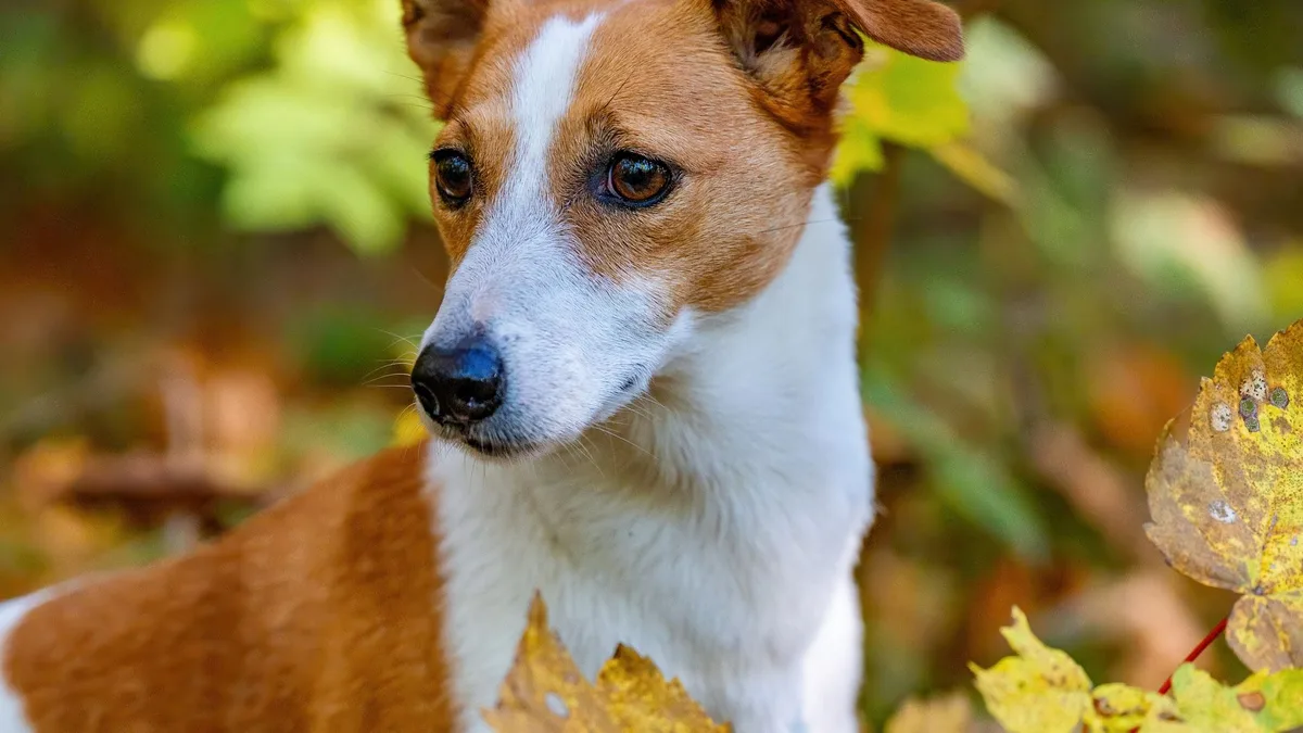 Zdjęcie ilustracyjne: jack russell terrier