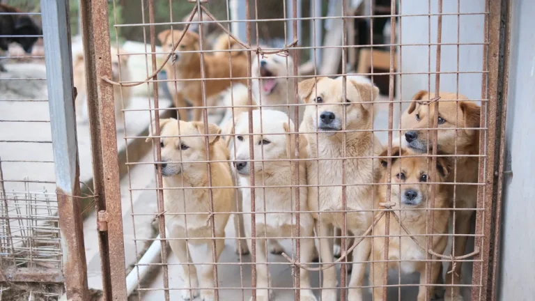 Zdjęcie ilustracyjne: adopcja psa