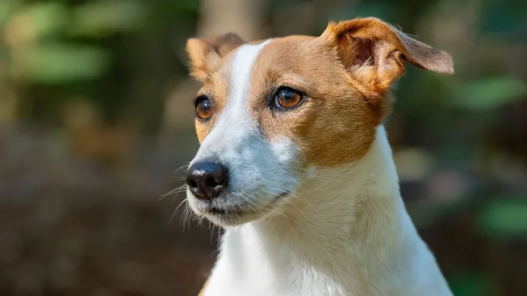 Zdjęcie ilustracyjne: jack russell terrier