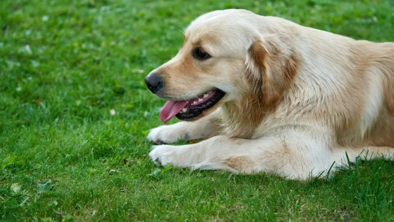Zdjęcie ilustracyjne: golden retriever