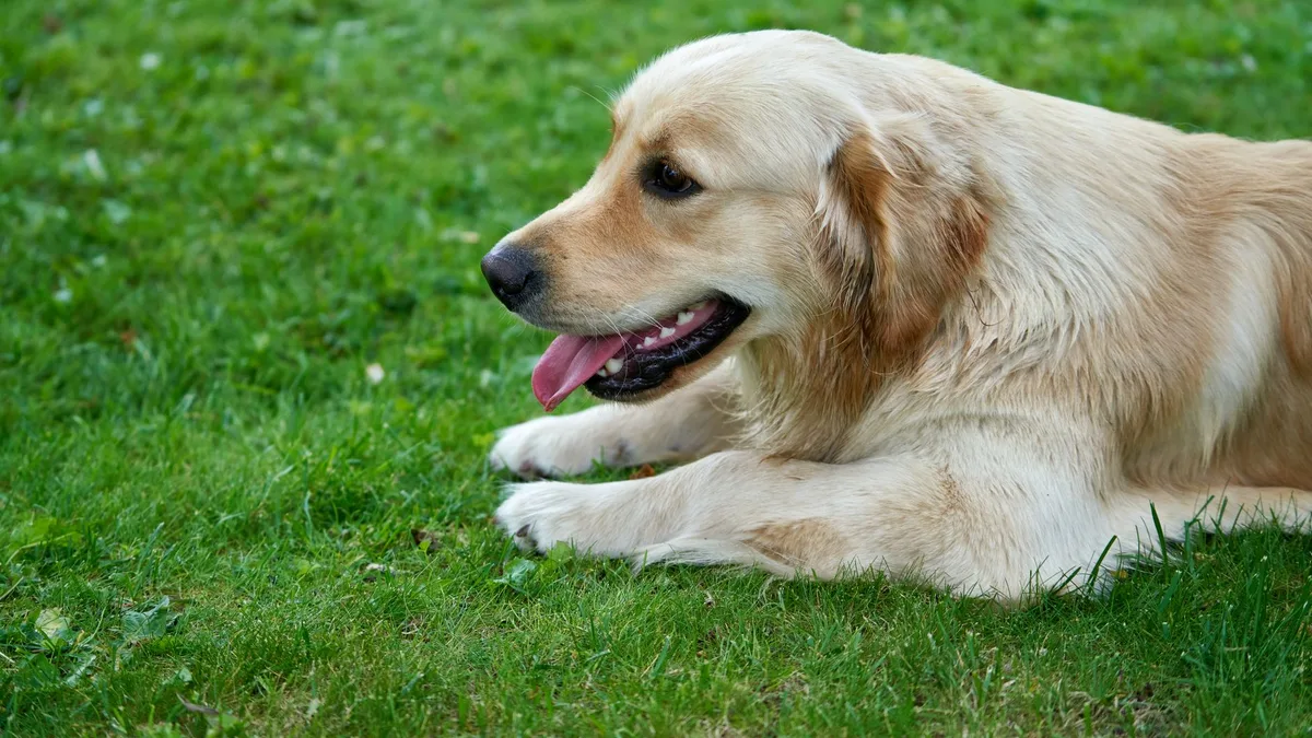 Zdjęcie ilustracyjne: golden retriever