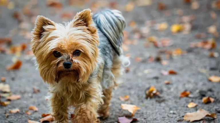 Zdjęcie ilustracyjne: yorkshire terrier