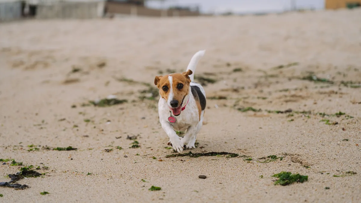 Zdjęcie ilustracyjne: jack russell terrier