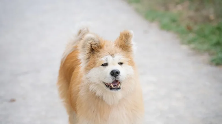 Zdjęcie ilustracyjne: akita