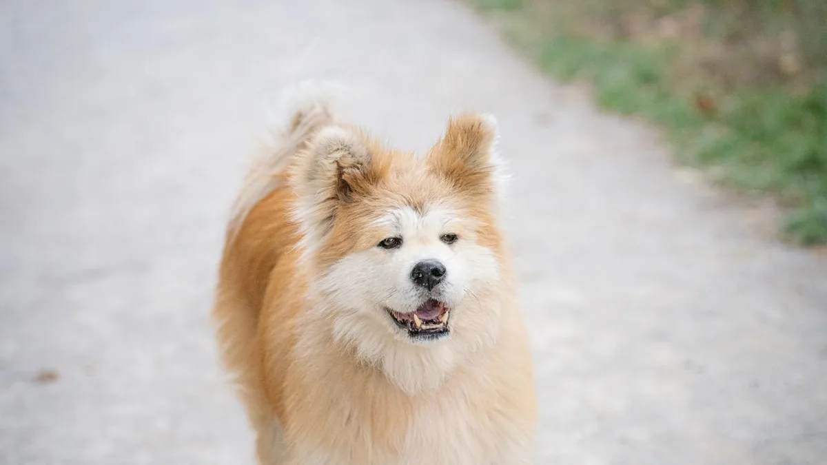 Zdjęcie ilustracyjne: akita