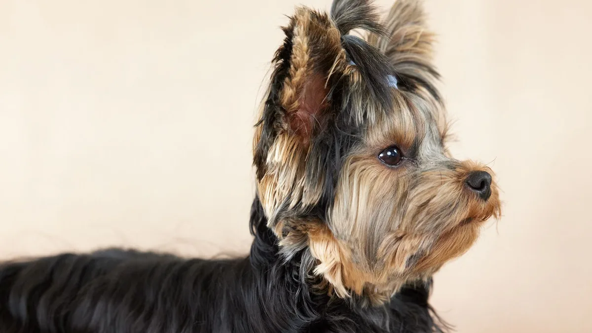 Zdjęcie ilustracyjne: yorkshire terrier