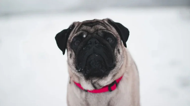 Zdjęcie ilustracyjne: mops