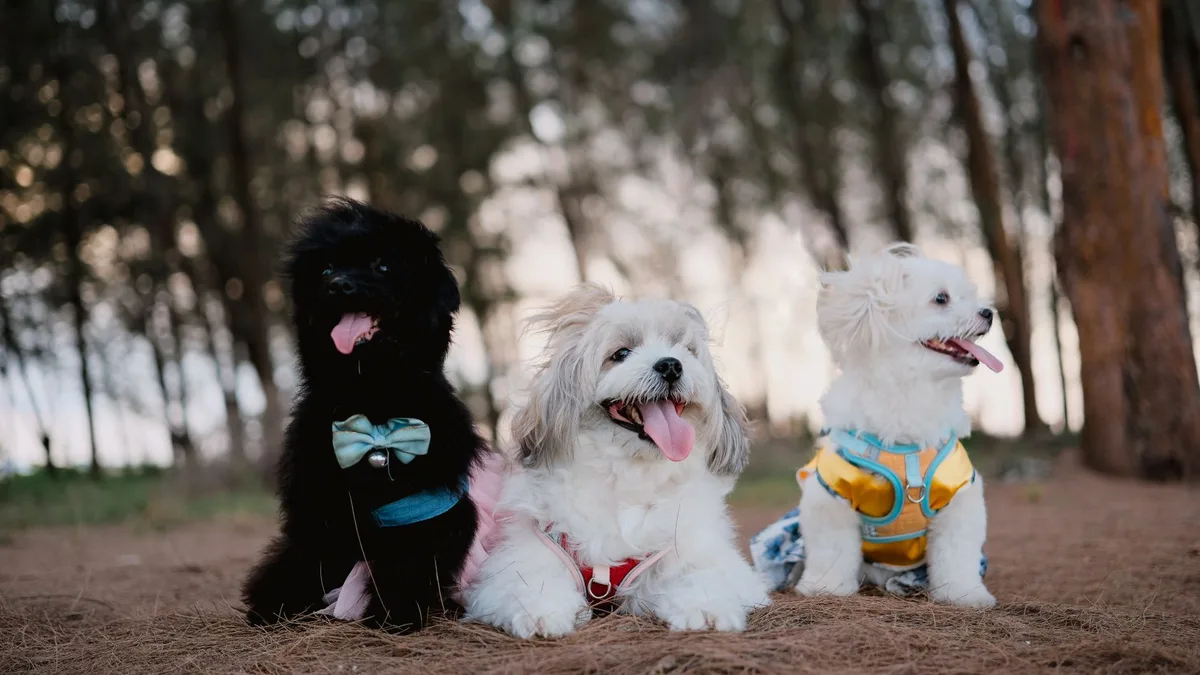 Zdjęcie ilustracyjne: szelki dla psa