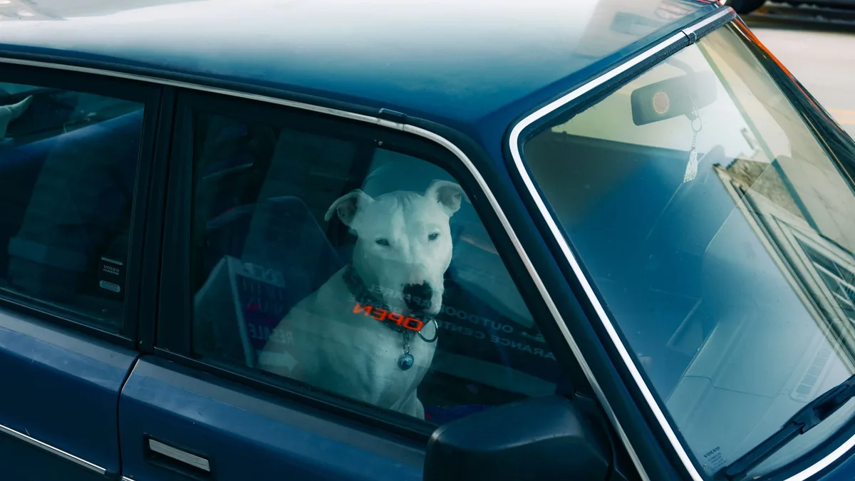 Zdjęcie ilustracyjne: transport psa
