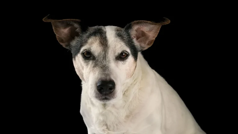 Zdjęcie ilustracyjne: jack russell terrier