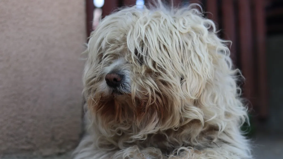 Zdjęcie ilustracyjne: komondor