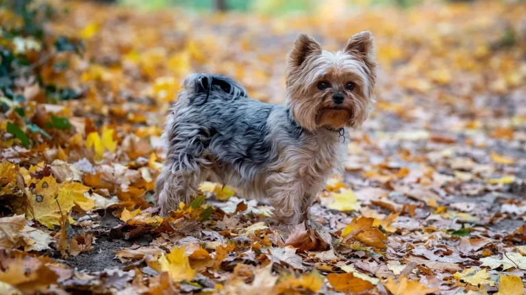 Zdjęcie ilustracyjne: yorkshire terrier