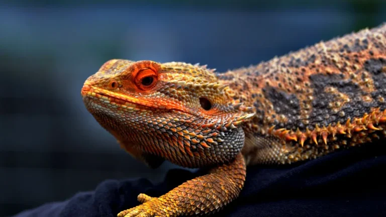 Zdjęcie ilustracyjne: agama brodata